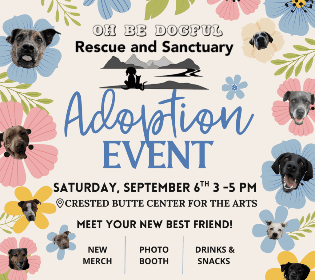 Oh Be Dogful Adoption Event
