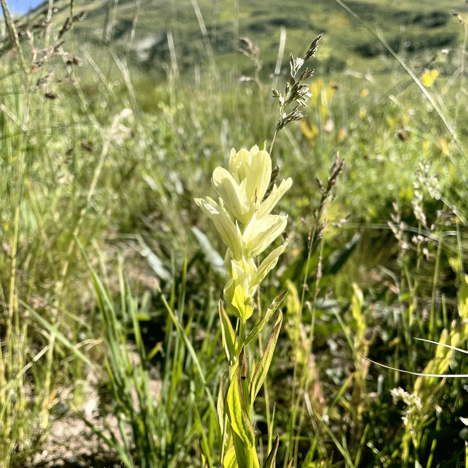 Indian Paintbrush