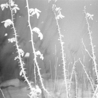 0008Woodward_Forest-000426380026 0008Woodward_Forest-000426380026